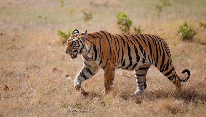 TAJ AND TIGER TOUR