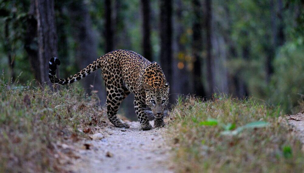 Heritage and Wildlife Tour