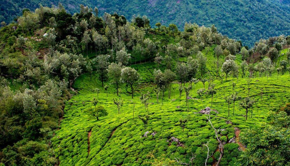 Ooty and Kodaikanal Tour 