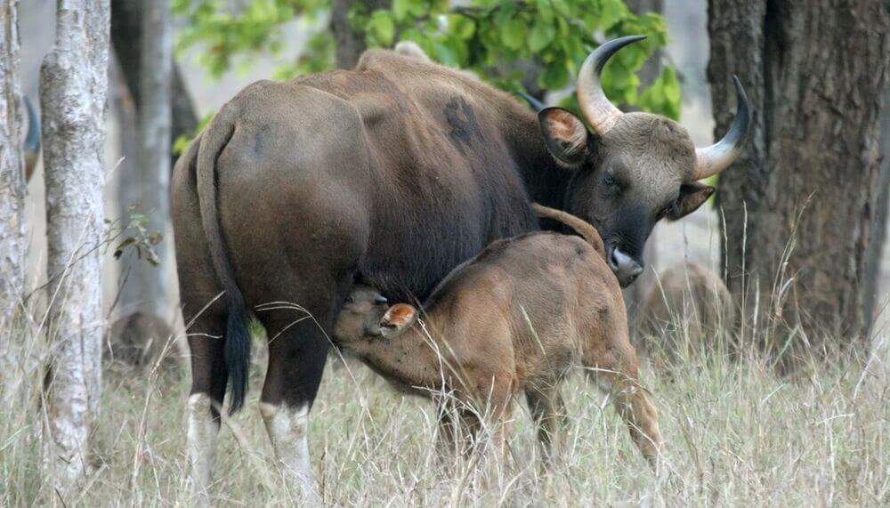 Bandhavgarh and Kanha Tour