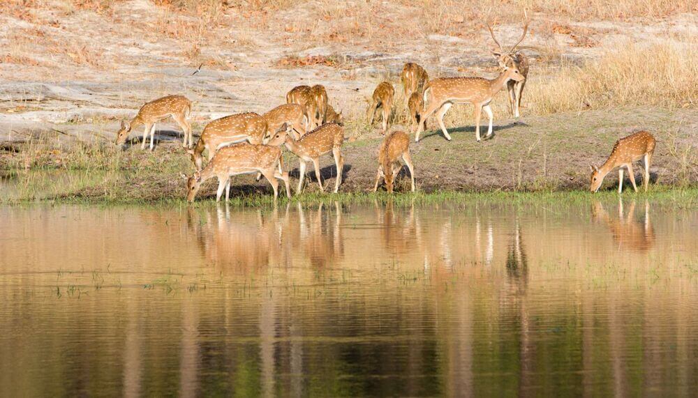 Central India Wildlife Tours with Taj Mahal