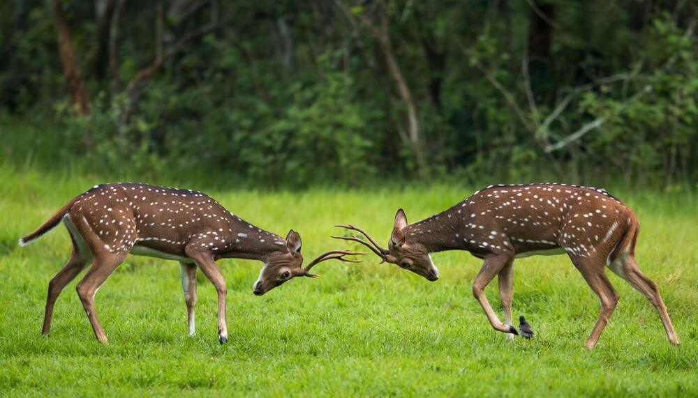 Best of Karnataka Tour