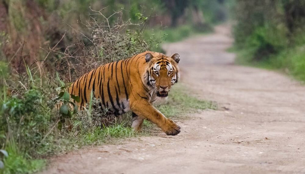 Assam Wildlife Tours 