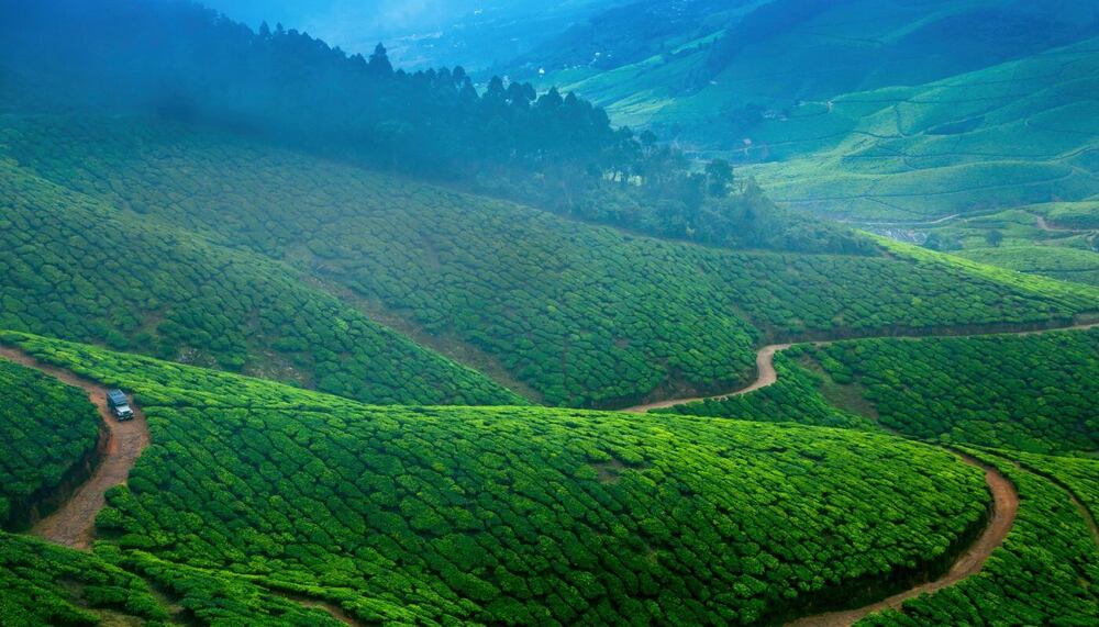 03 Days Munnar Tour
